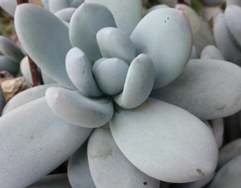 Pachyphytum cuicatecanum leaf