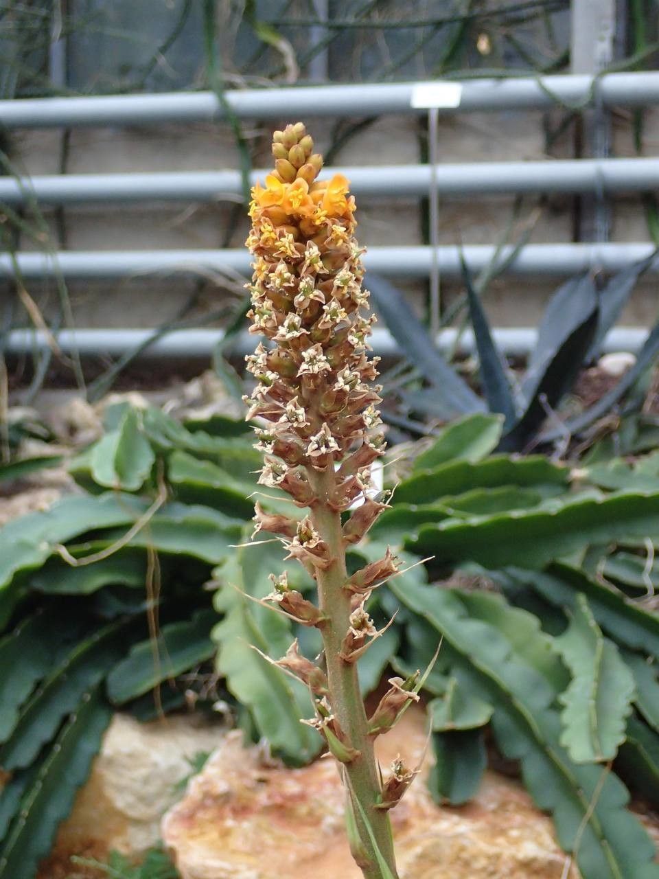 Dyckia encholirioides fruit