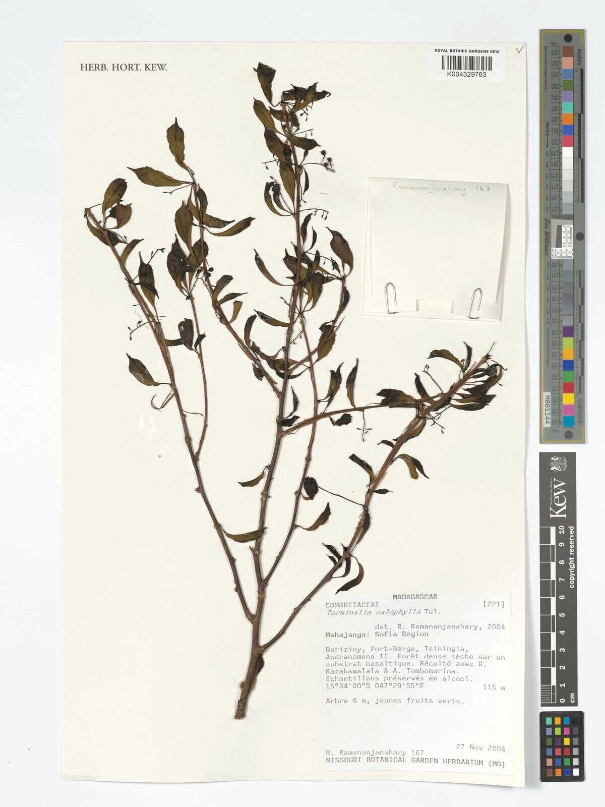 Terminalia calophylla — houseplant care guide