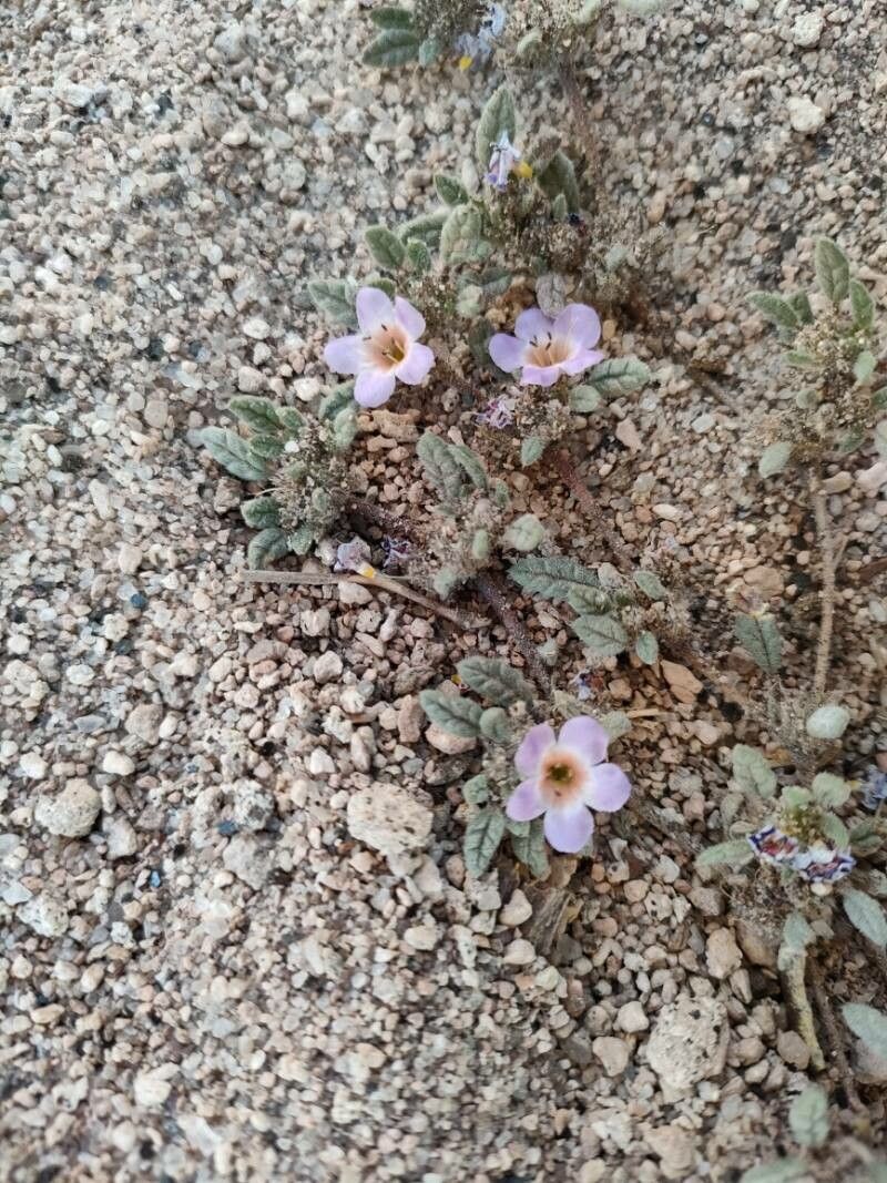Tiquilia atacamensis flower