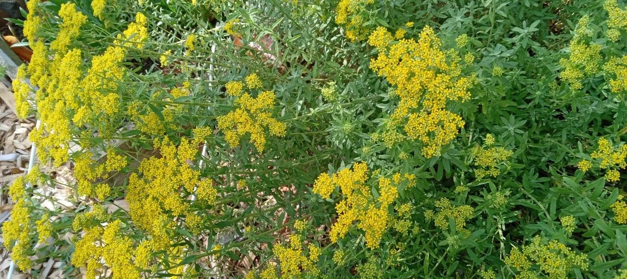 Alyssum argenteum habit