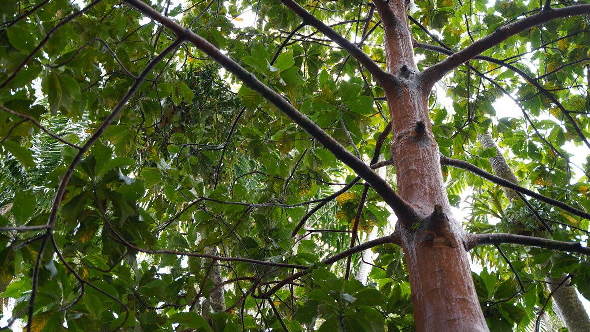 Beilschmiedia anay habit