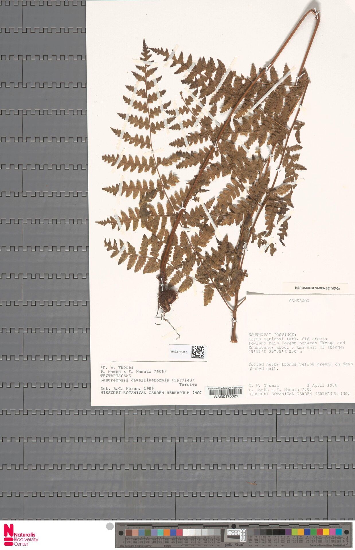 Lastreopsis davalliiformis — related species from the same genus
