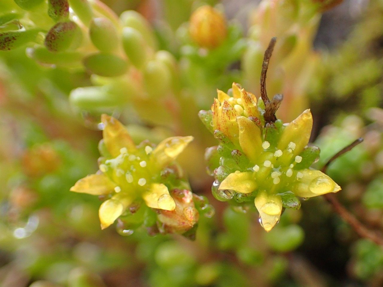 Sedum alpestre fruit