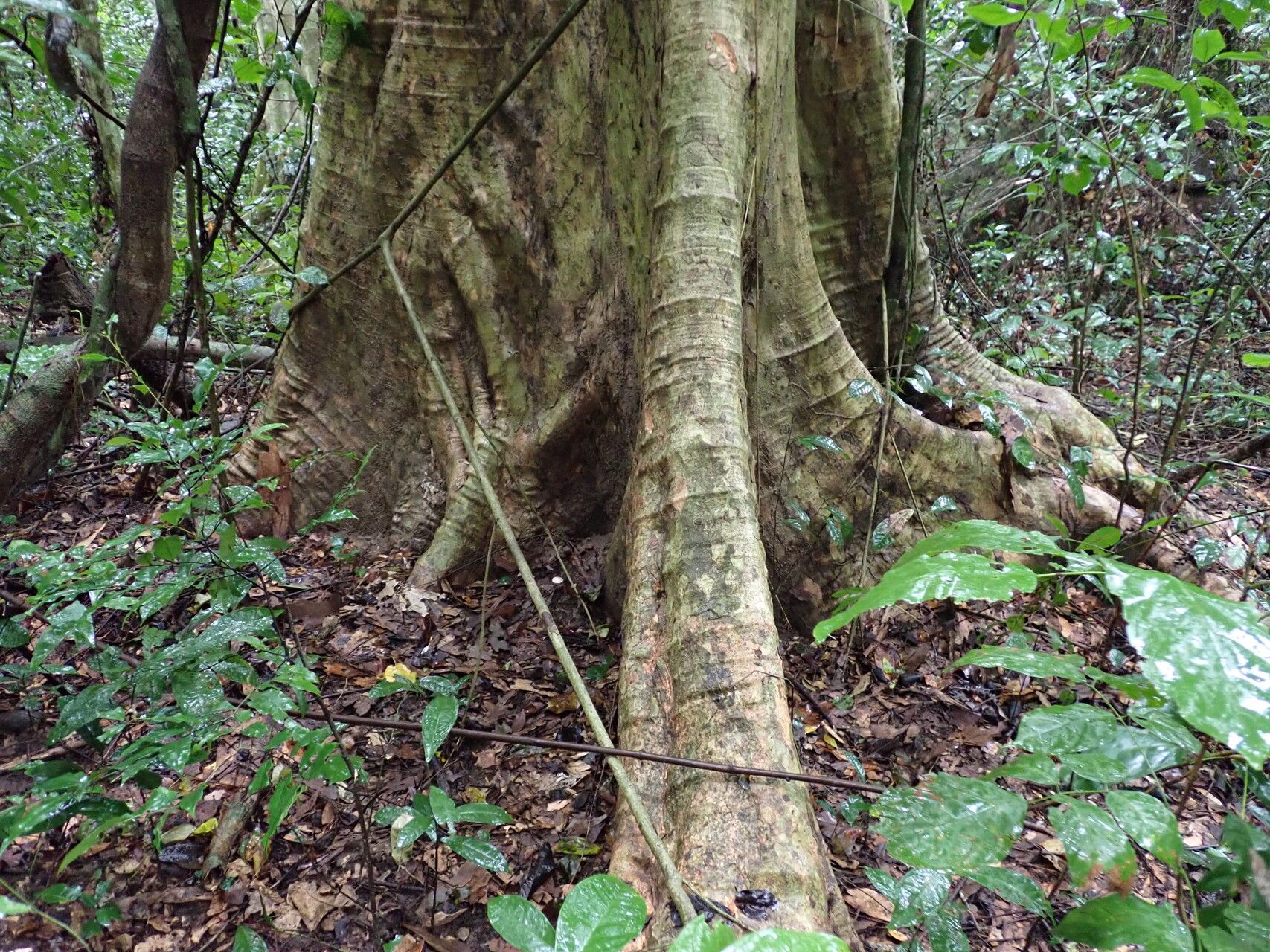 Schrebera arborea bark