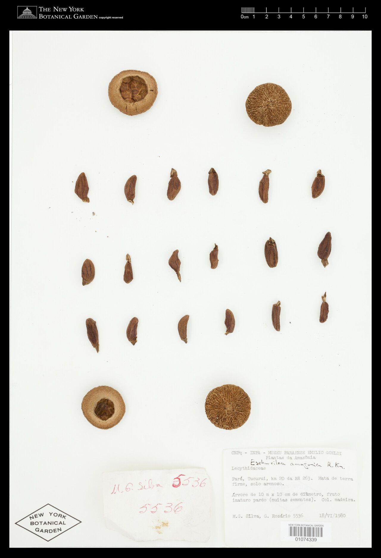 Eschweilera amazonica flower