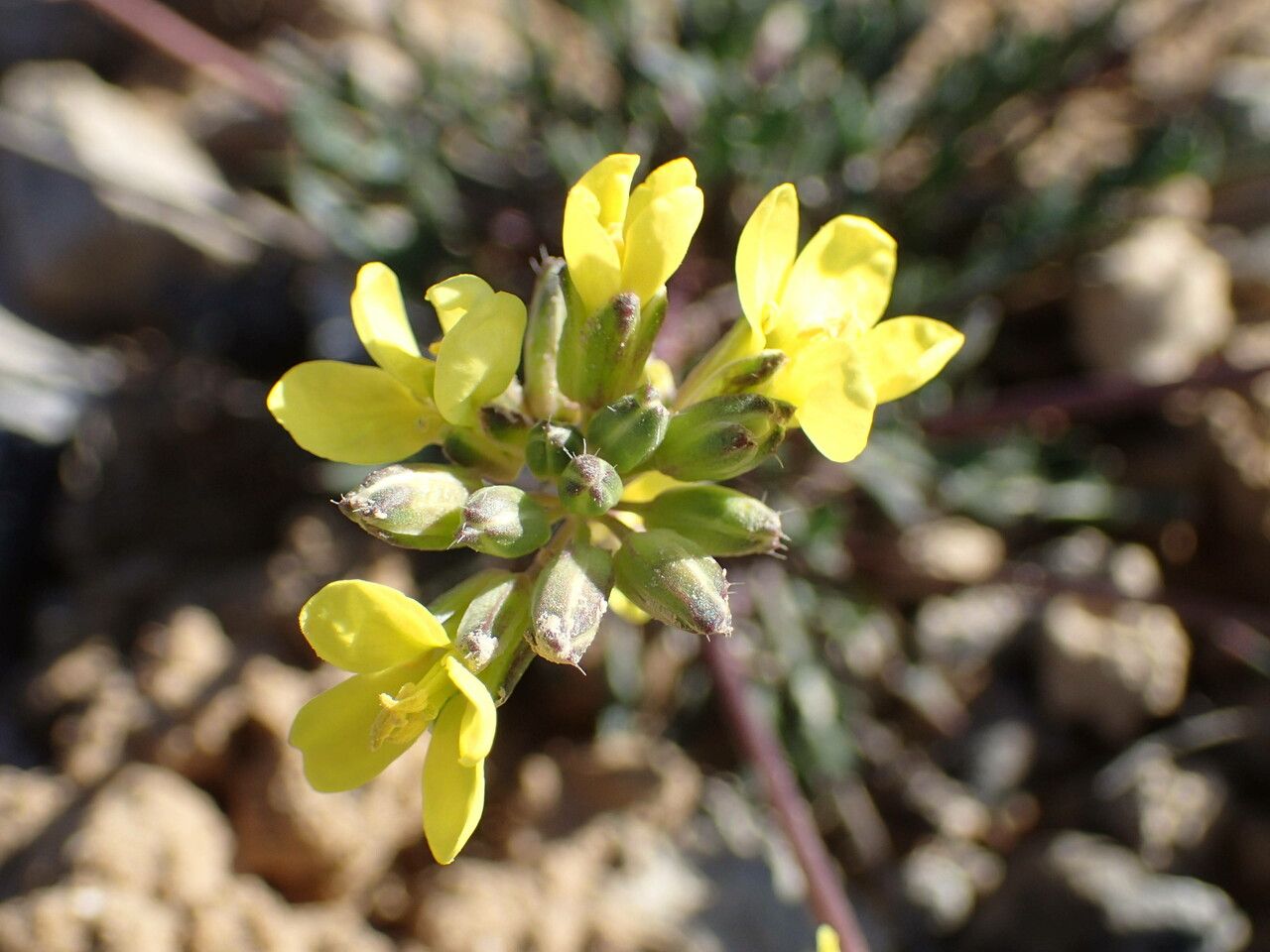 Brassica repanda flower