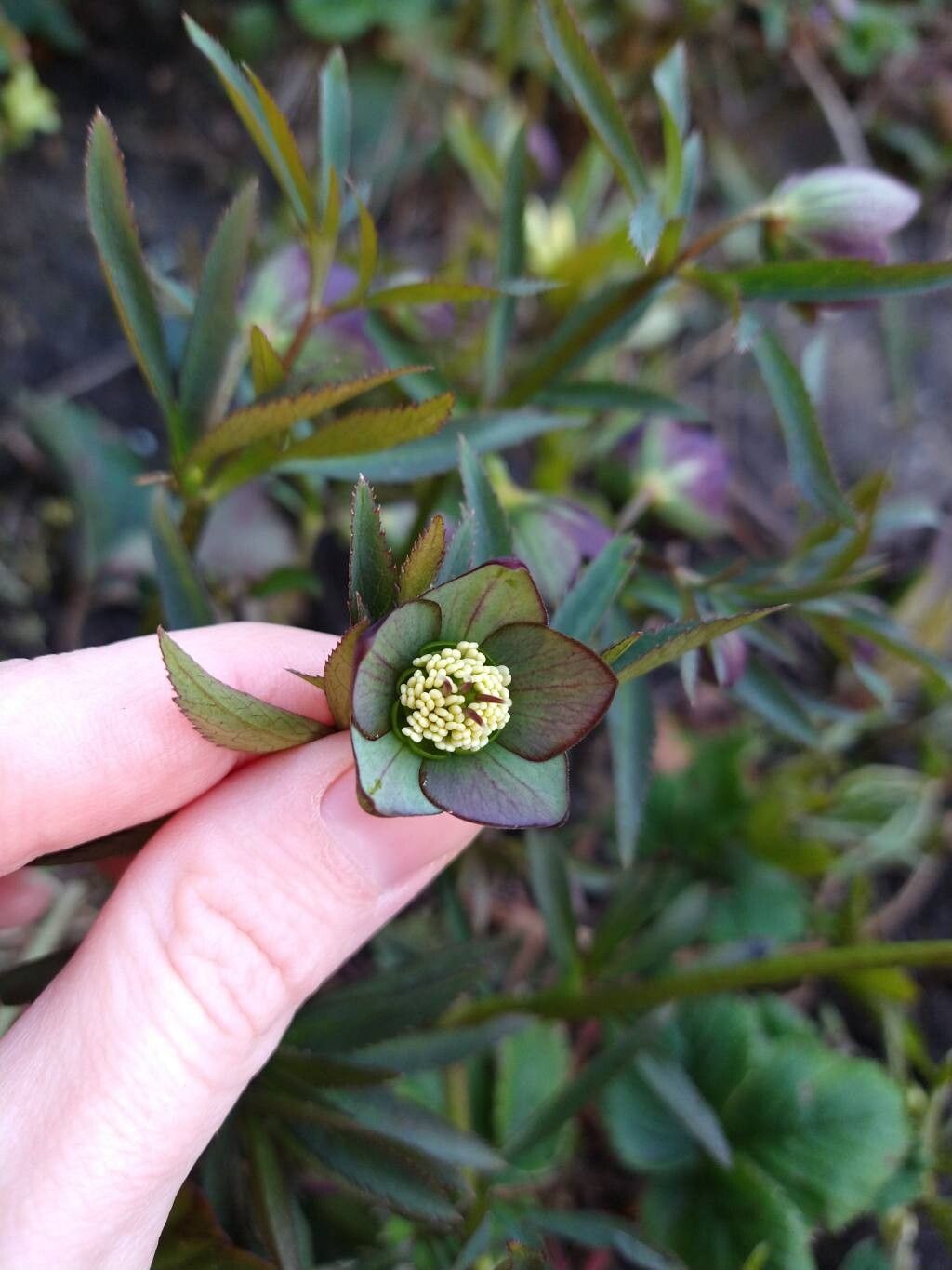 Helleborus torquatus flower