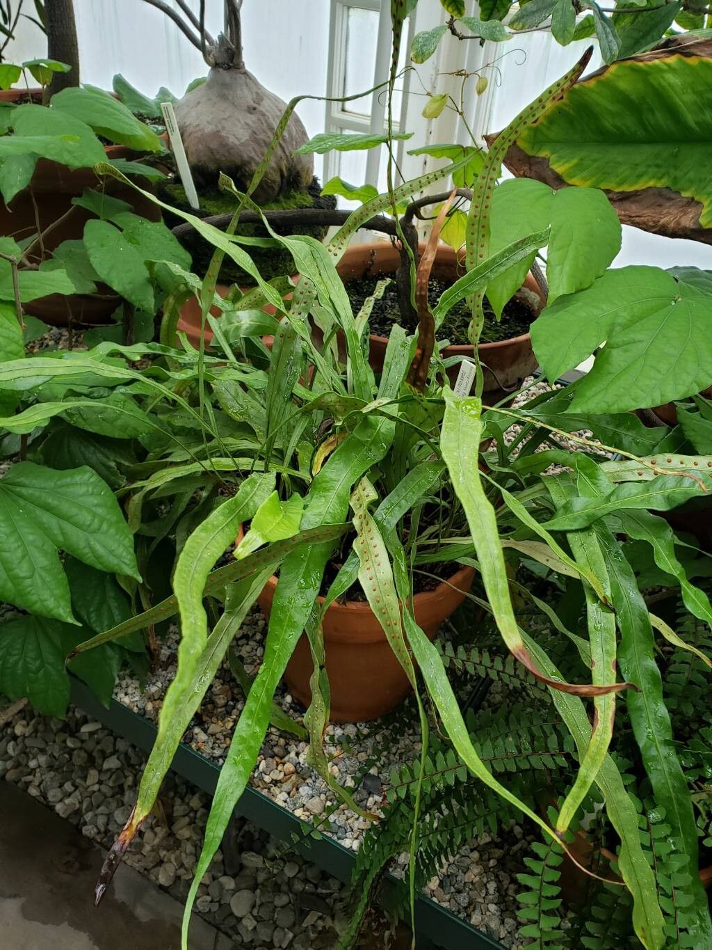 Lepisorus fortuni habit