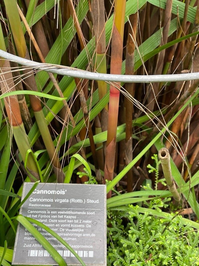 Cannomois virgata habit