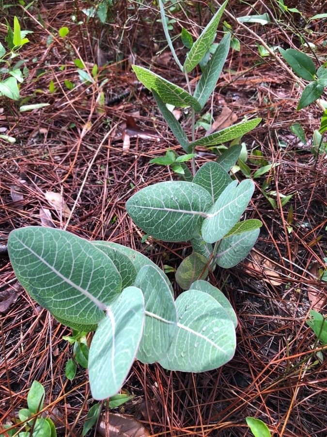 Asclepias humistrata habit