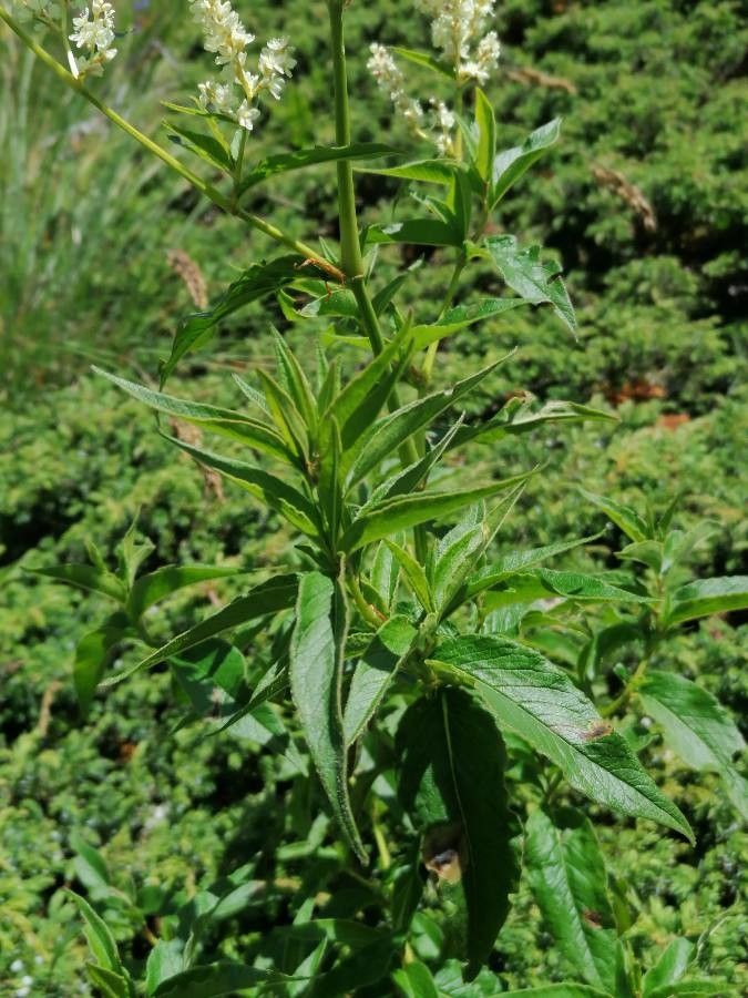 Aconogonum alpinum leaf
