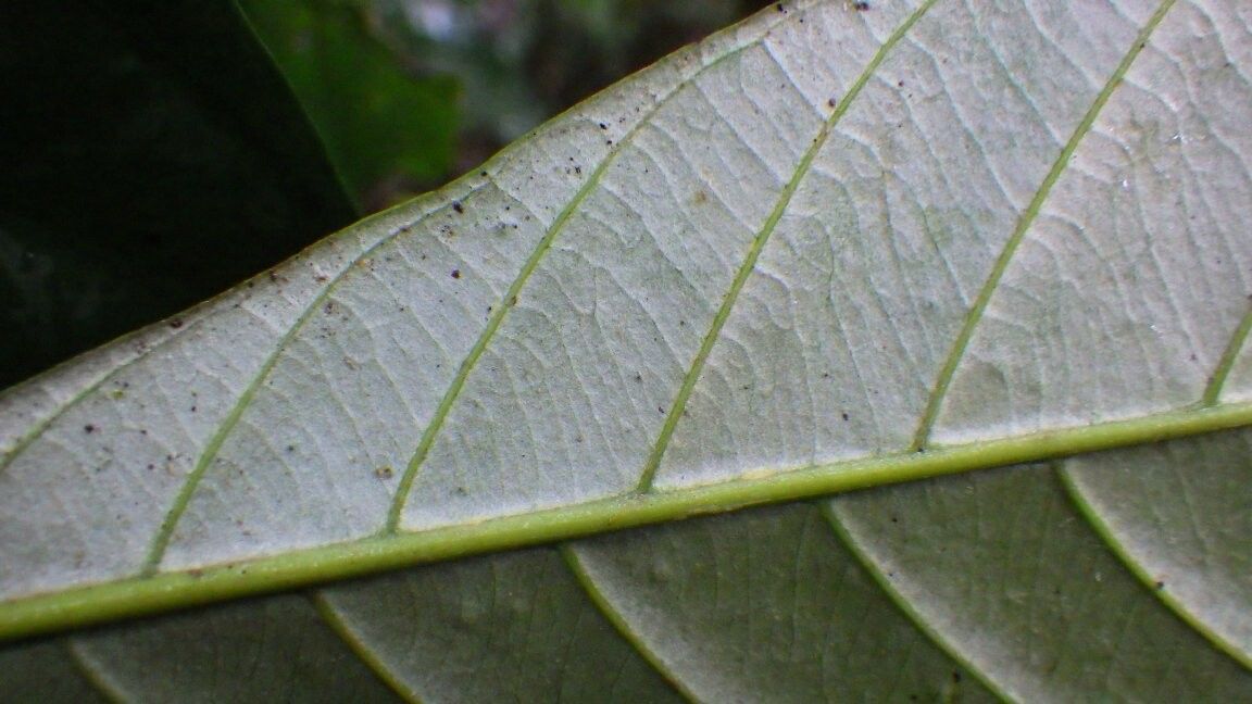 Synsepalum fleuryanum — houseplant care guide