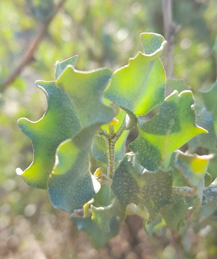 Atriplex cordobensis — search result for 'Atriplex'