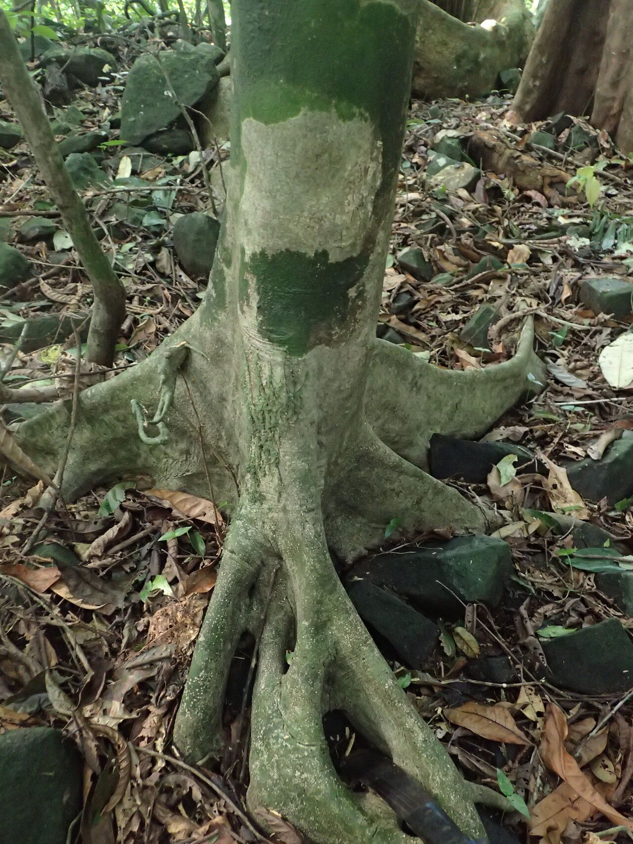 Drypetes glabra bark