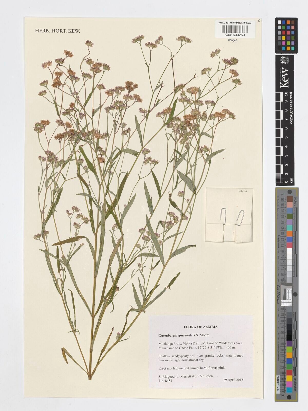 Gutenbergia gossweileri — related species from the same genus