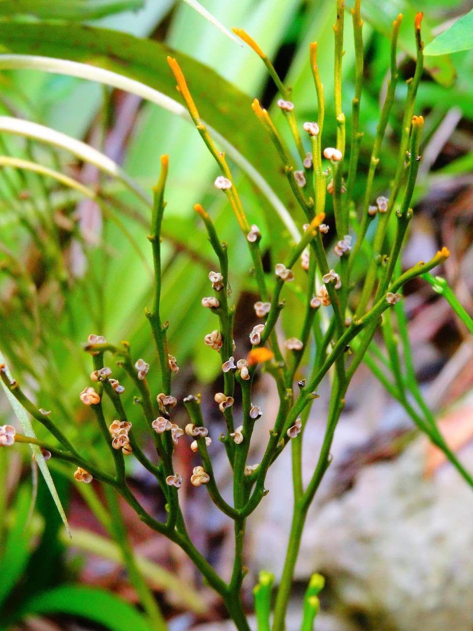 Psilotum nudum fruit