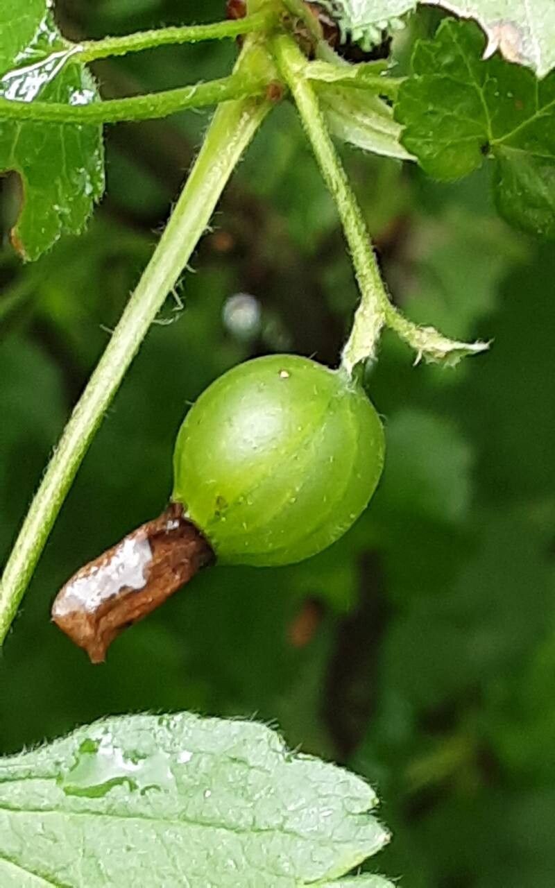 Ribes × nidigrolaria fruit