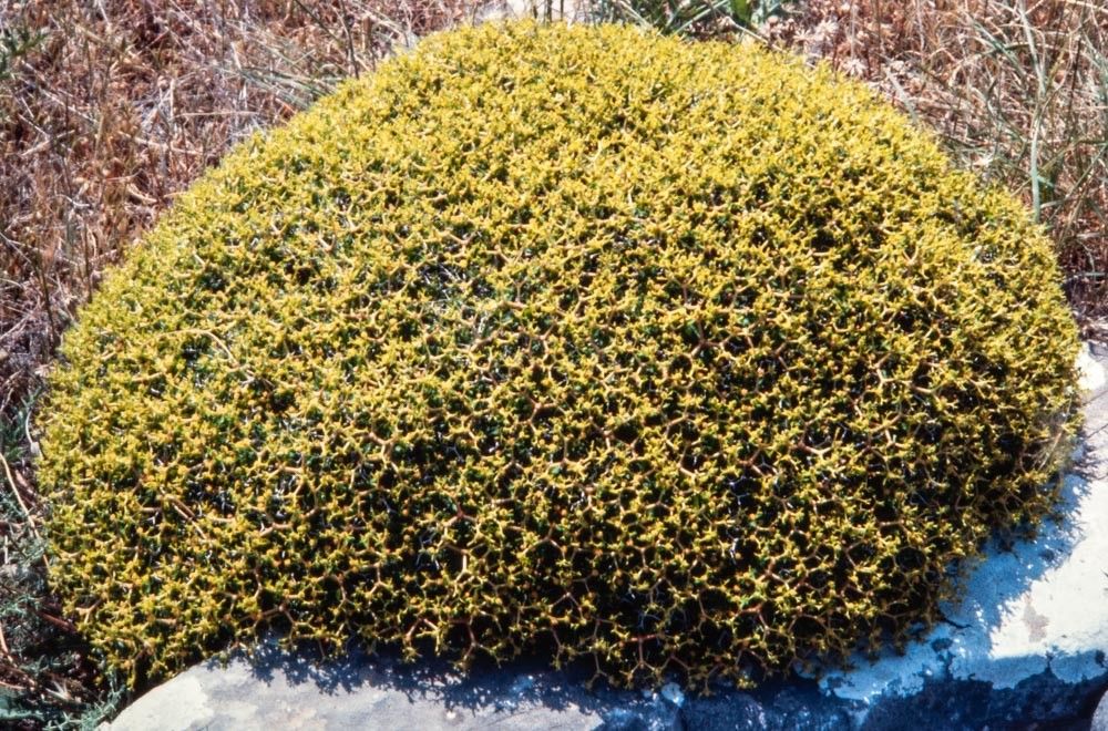 Euphorbia acanthothamnos flower