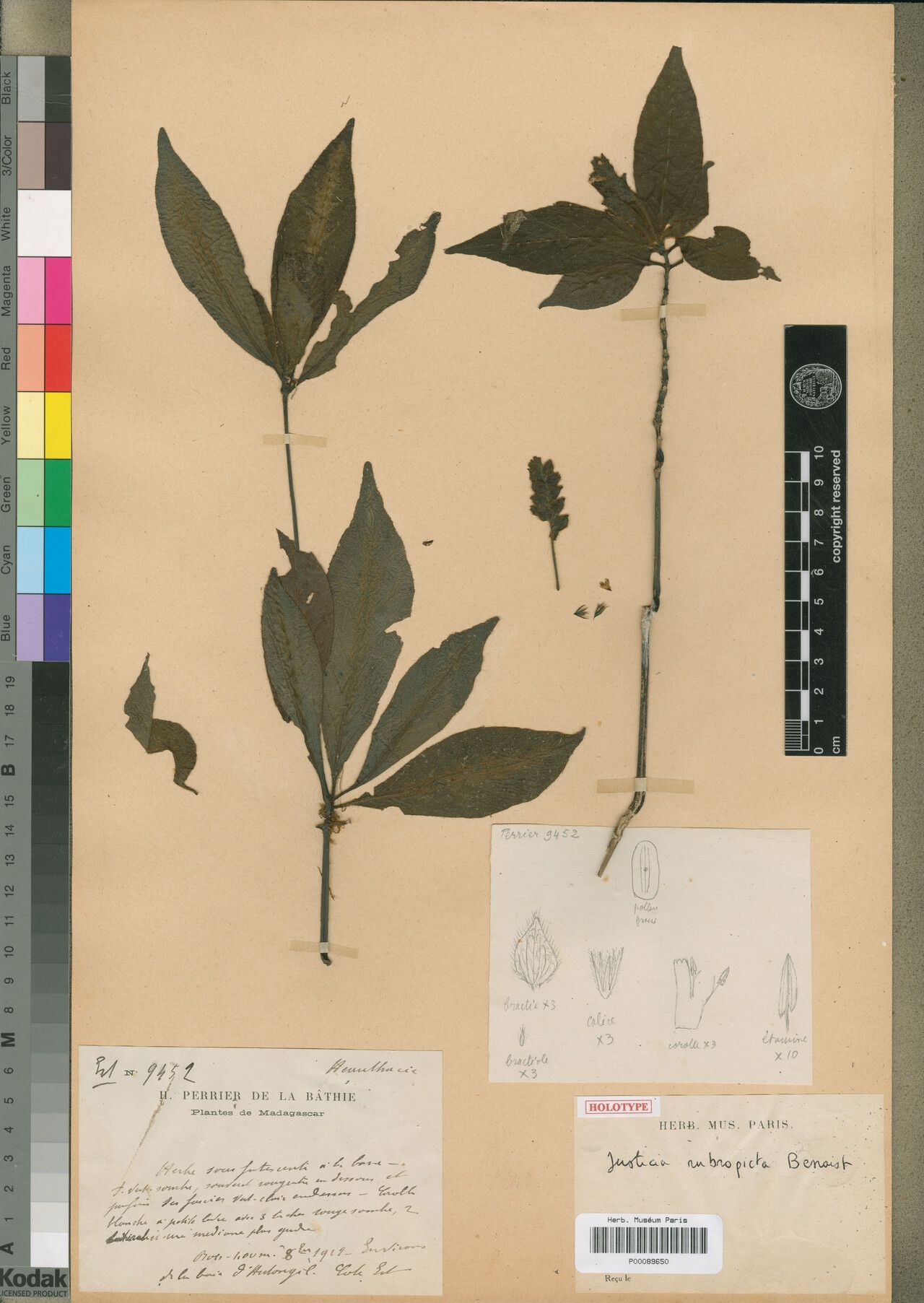 Justicia rubropicta — houseplant care guide