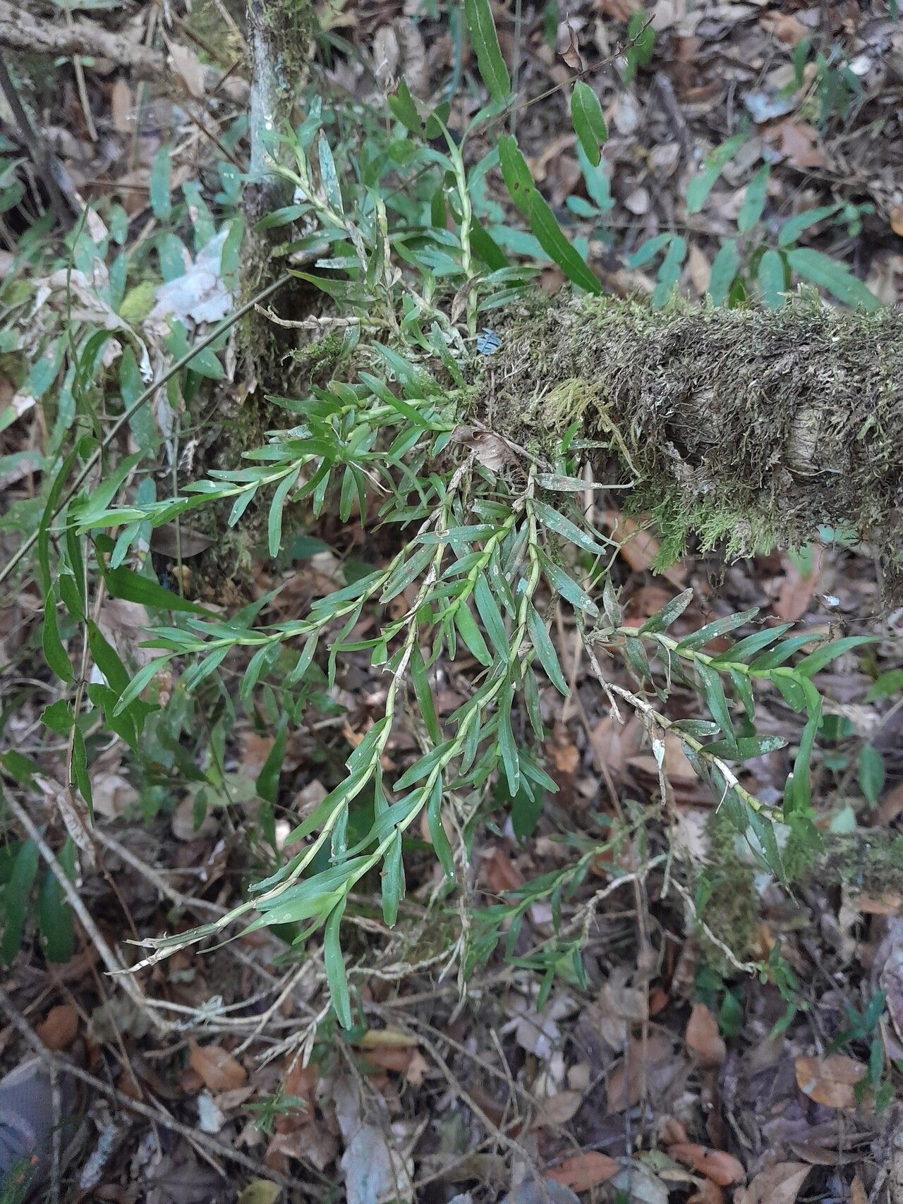 Angraecum pauciramosum — houseplant care guide