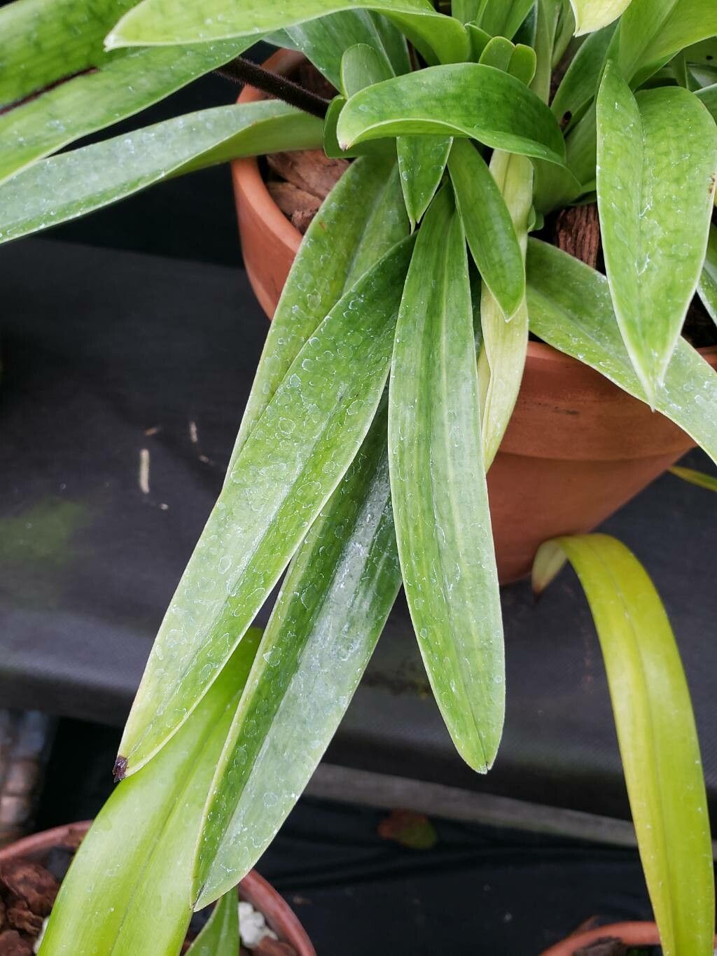 Paphiopedilum lawrenceanum — search result for 'Paphiopedilum'