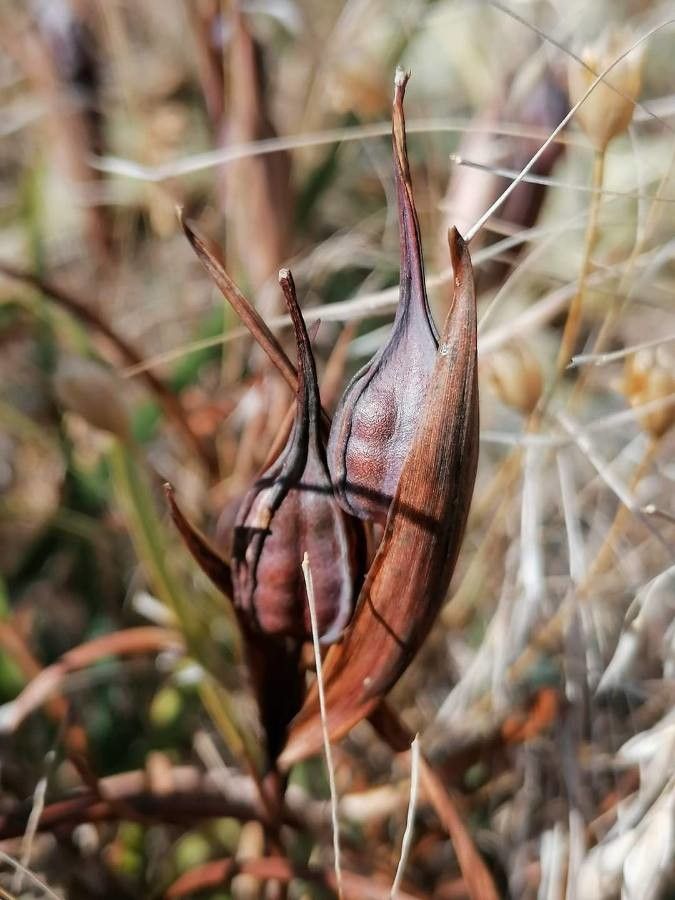 Iris sintenisii fruit