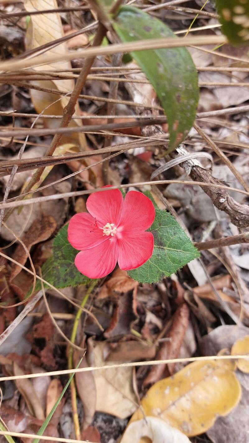 Pavonia rosa-campestris flower