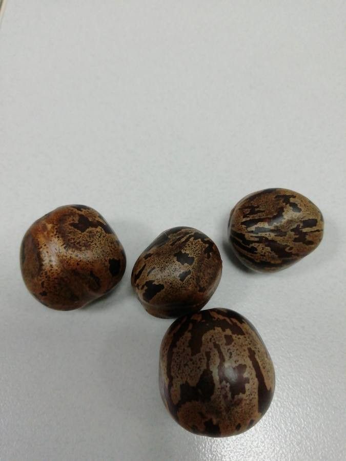 Caryodendron angustifolium — houseplant care guide