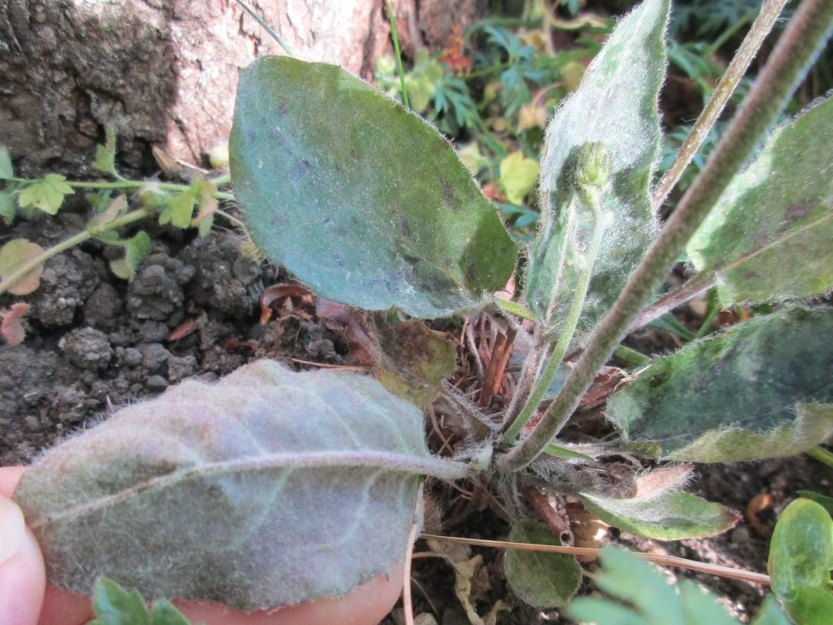 Hieracium ovalifolium — houseplant care guide