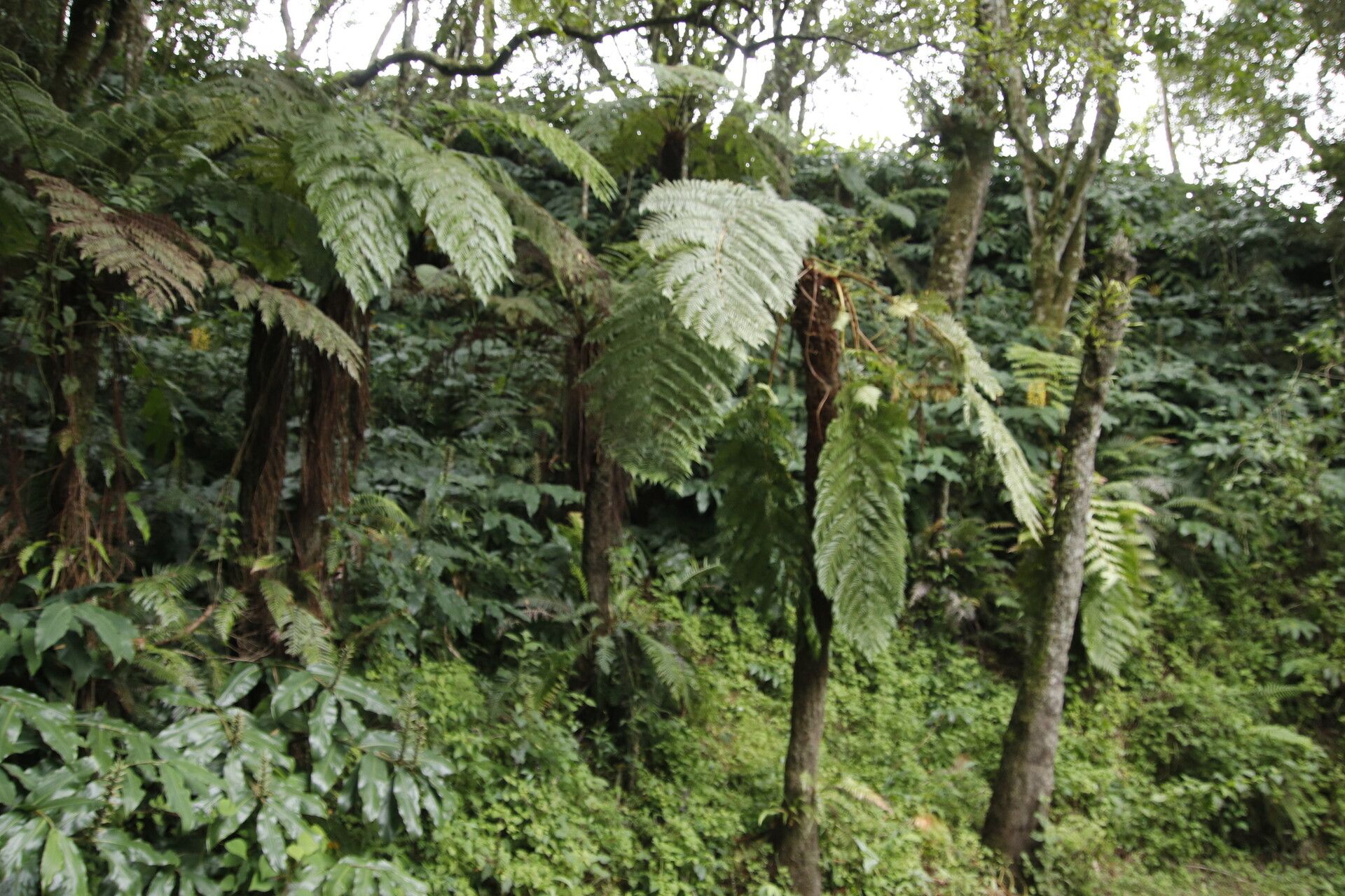 Alsophila thomsonii habit