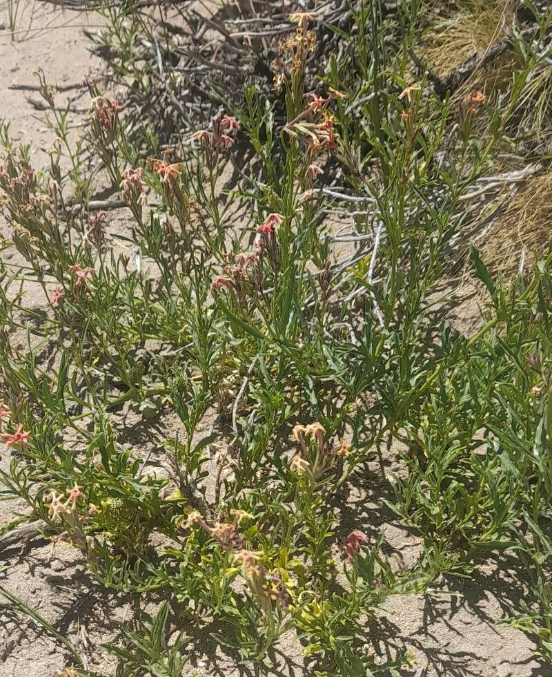 Verbena macrosperma habit