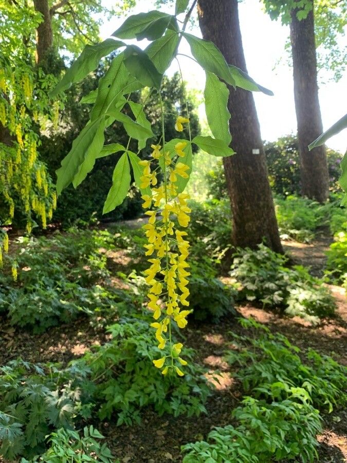 Laburnum alpinum flower