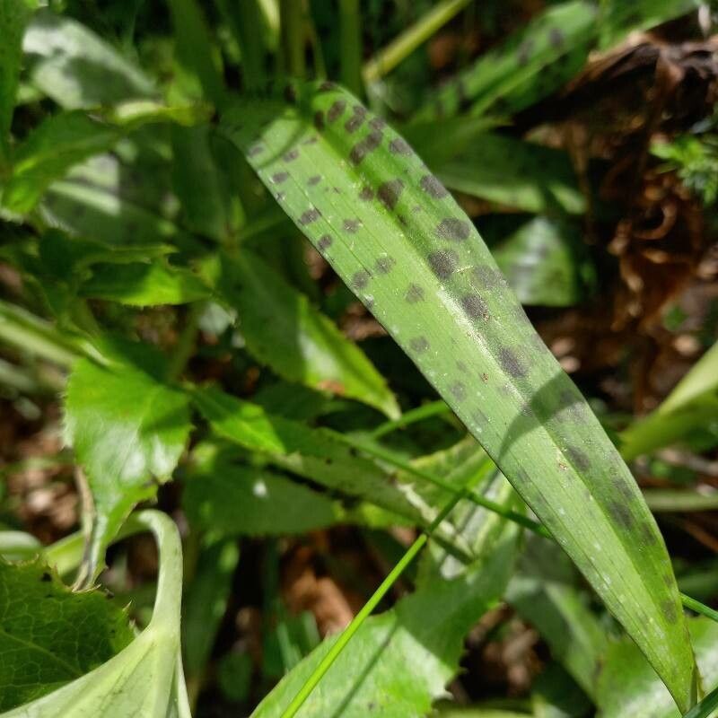 Dactylorhiza gervasiana — search result for 'Dactylorhiza'