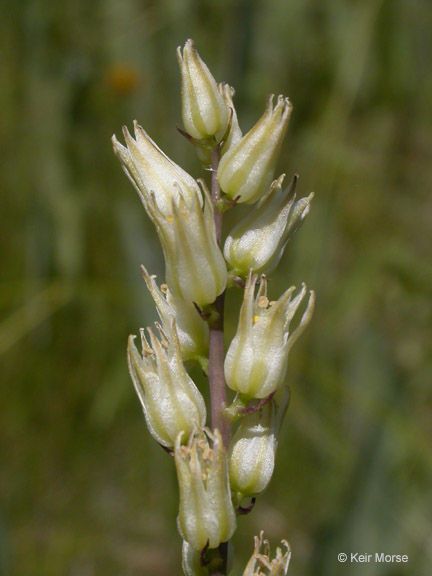 Hastingsia bracteosa flower