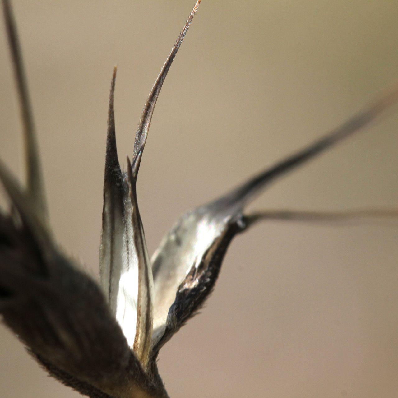 Aegilops biuncialis fruit