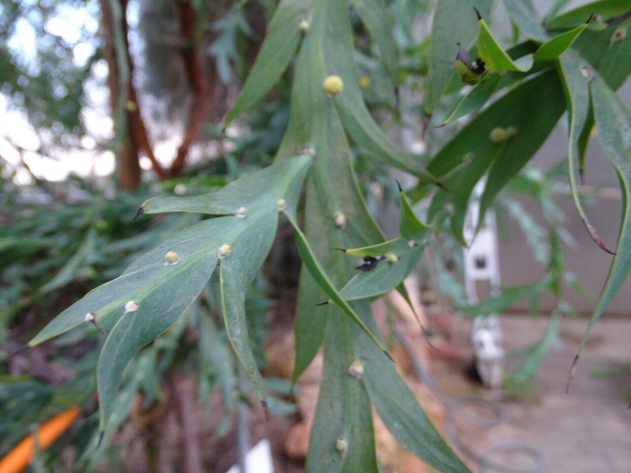 Acacia glaucoptera — search result for 'Acacia'