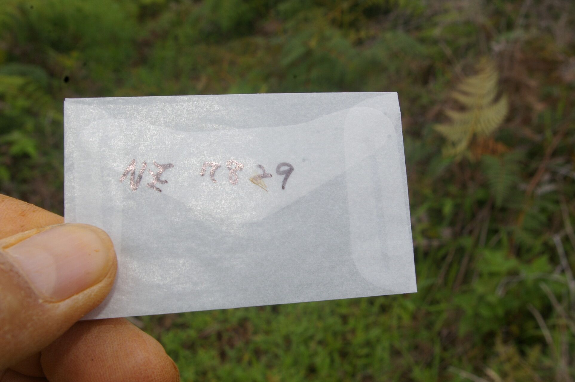 Citharexylum mocinnoi bark