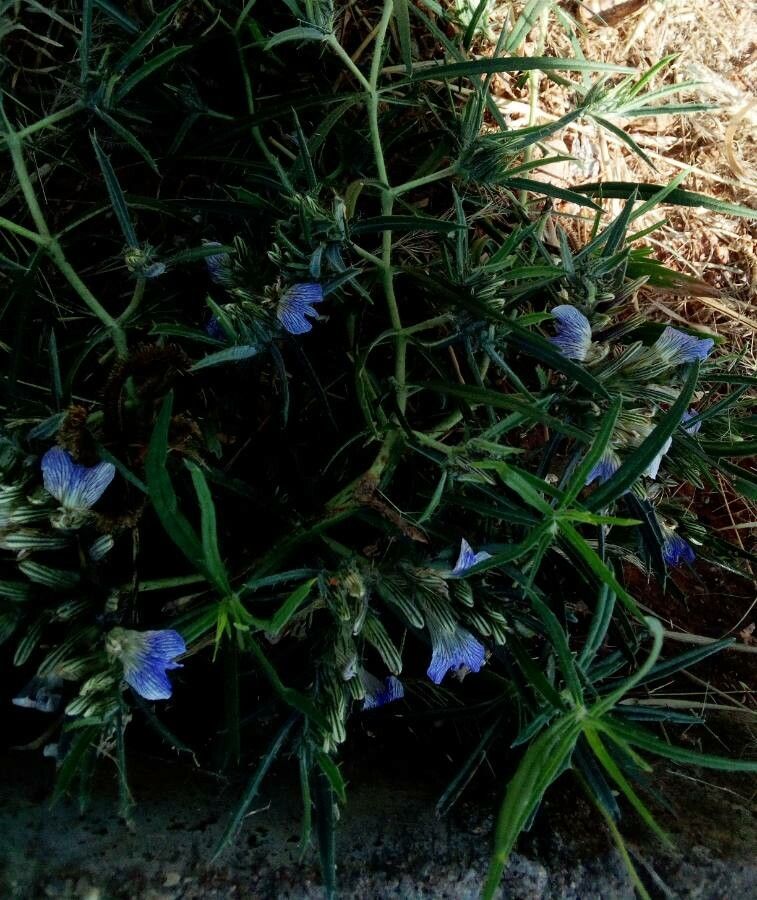 Blepharis linariifolia — houseplant care guide