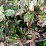 Leucothoe fontanesiana