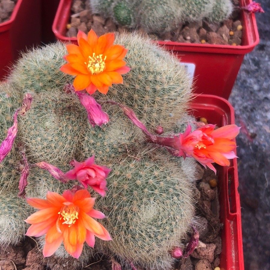 Rebutia heliosa flower