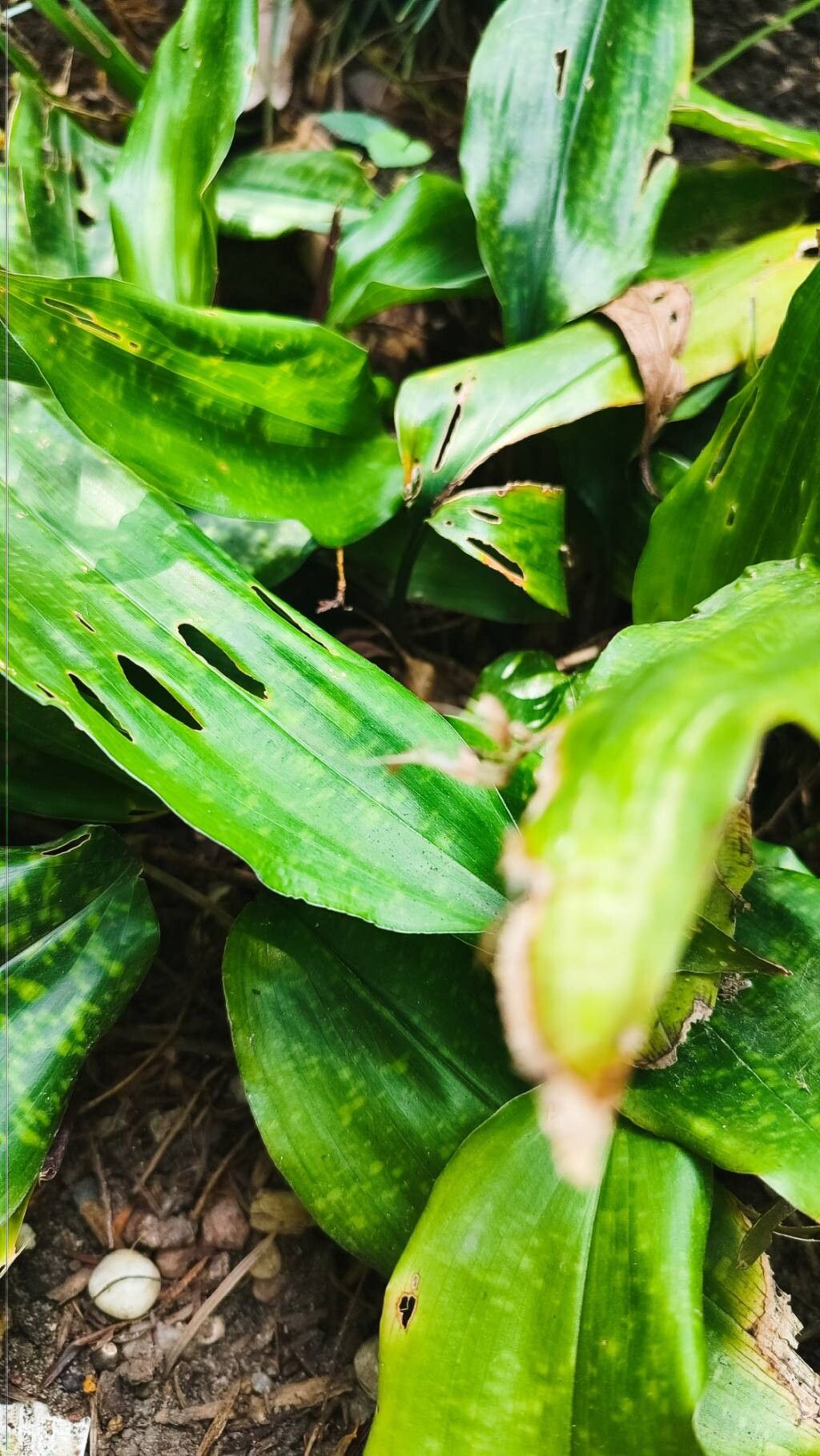 Aspidistra fungilliformis