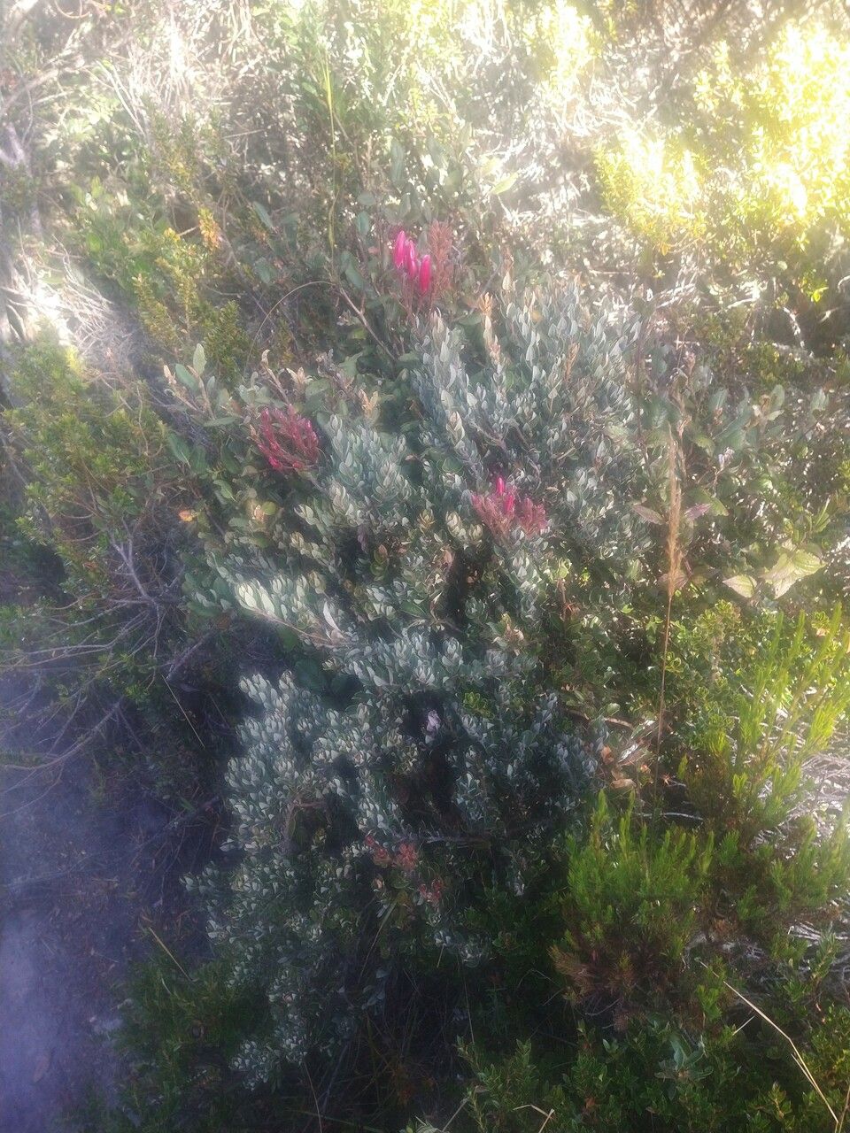 Bejaria resinosa habit