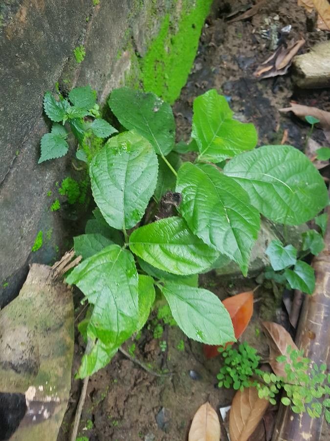 Dendrocnide photiniphylla — search result for 'Dendrocnide'