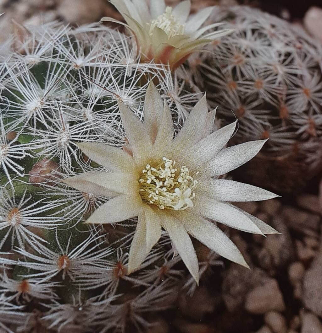 Mammillaria nana flower