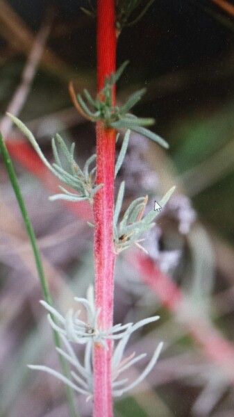Bassia prostrata bark