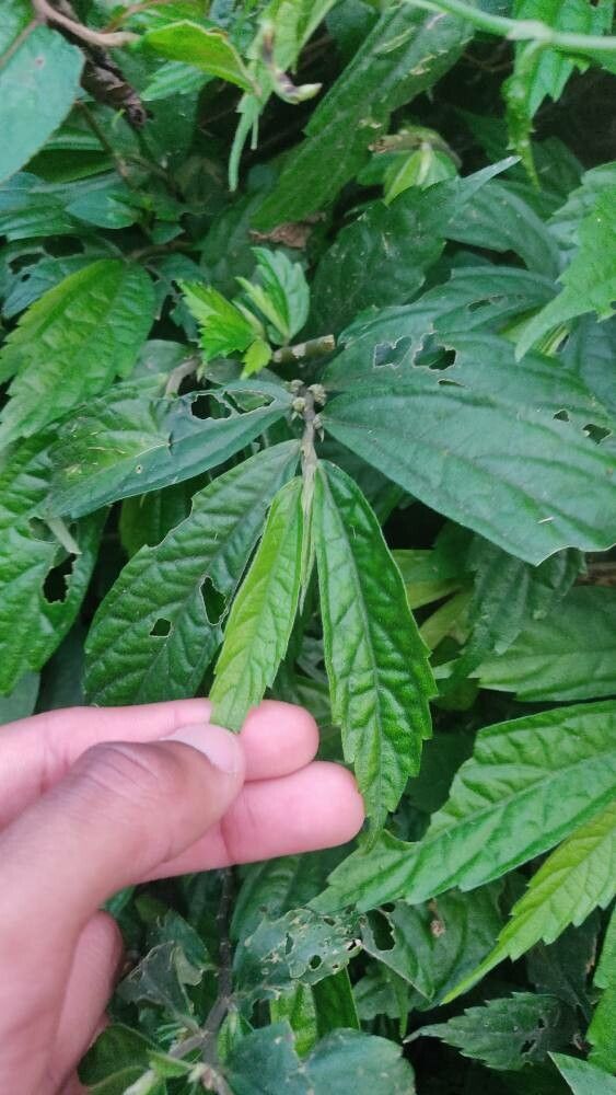 Elatostema cyrtandrifolium — related species from the same genus