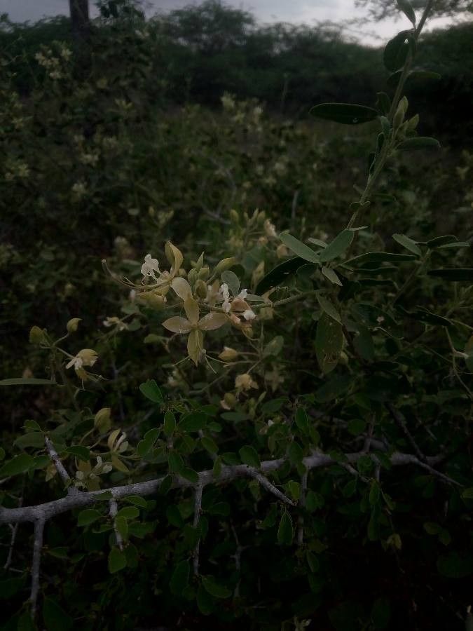 Cadaba fruticosa flower
