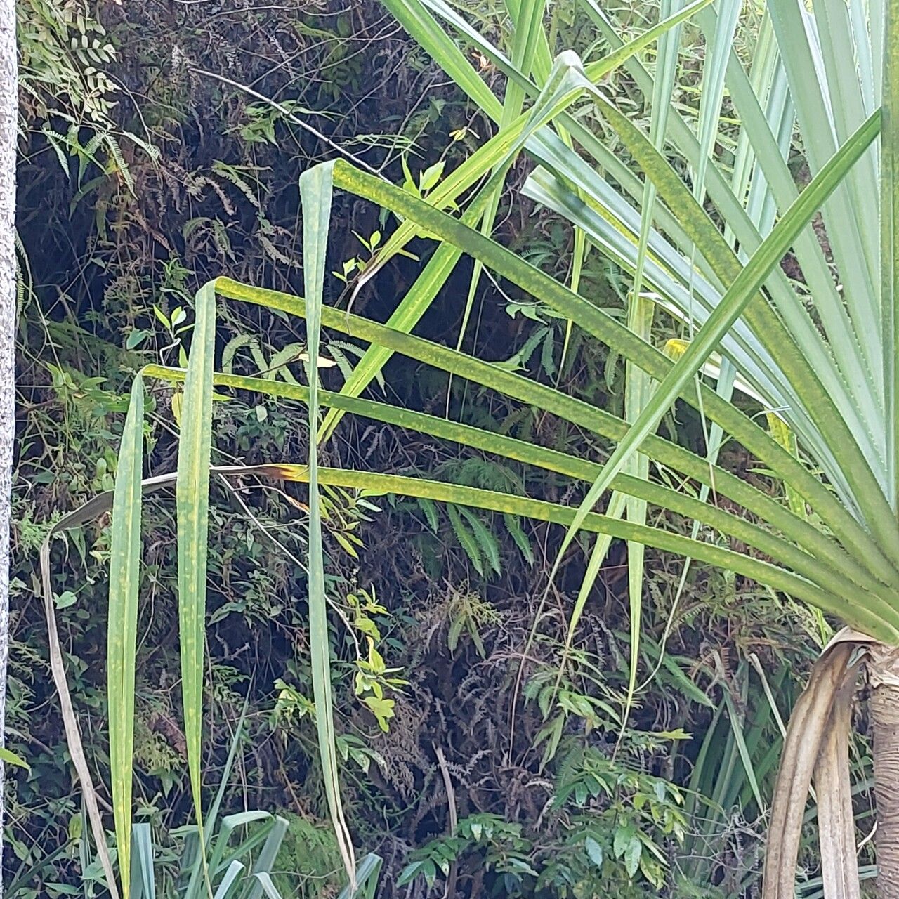 Pandanus pulcher leaf