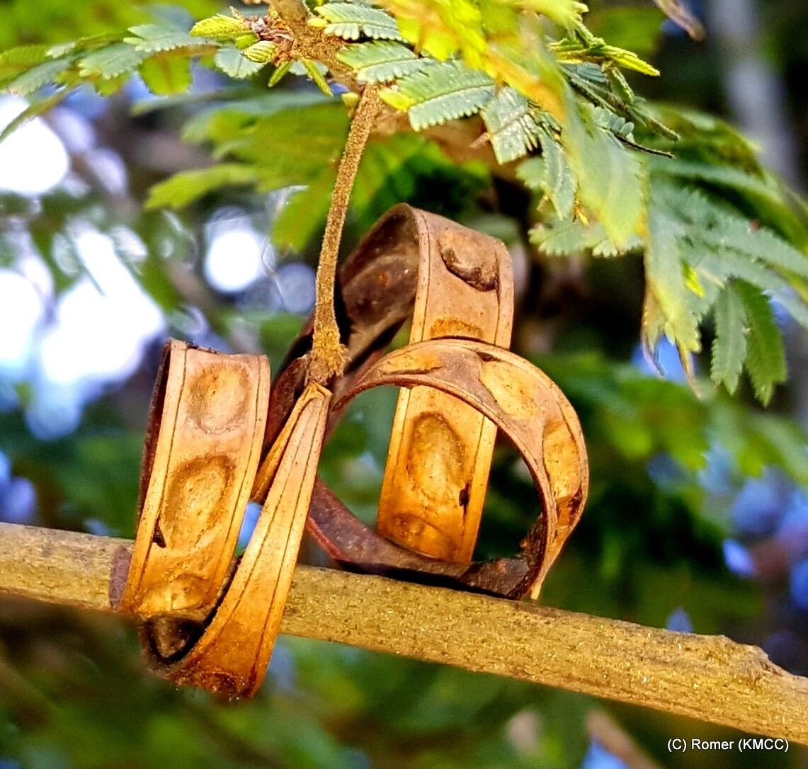 Dichrostachys tenuifolia fruit